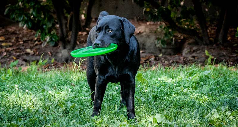 frisbee golf 1